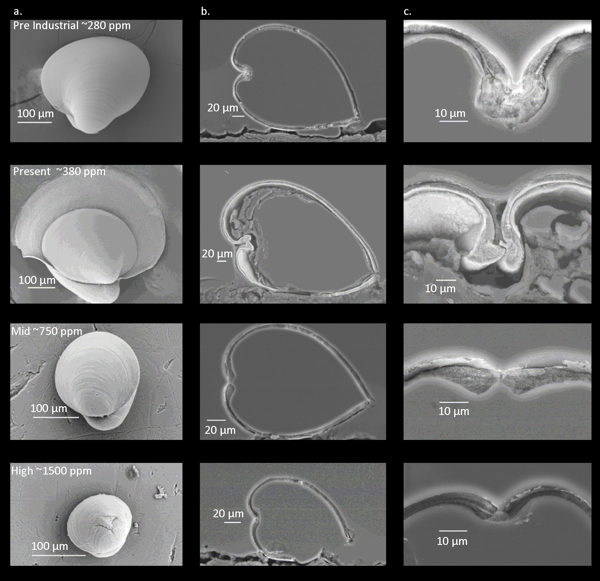 Scanning electron micrographs (SEMs) from an oyster experiment show how increasing levels of acidification (from a pre-industrial atmospheric carbon dioxide level of 280 ppm to current and projected levels) restrict an oyster's ability to build its shell and interfere with construction of the shell hinge (Column C). ©Stephanie Talmage/Stony Brook University