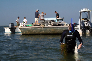 Professor Robert ‘JJ’ Orth (in white cap) and his team from VIMS use a barge to prepare for their day’s work, while Kate Hibbard of The Nature Conservancy concentrates on collecting her first bag of eelgrass shoots. © Daniel White/TNC