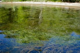 The tidal freshwaters of the Susquehana Flats support vibrant baygrass meadows.