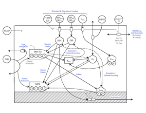 This ecosystem model, developed for the York River by VIMS professor Mark Brush and graduate student Sam Lake, is the basis for Neff and Dorton's lesson plan. Click for larger version.