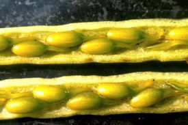 Fruits of the eelgrass Zostera marina provide the seeds that are used in restoration. Each seed is about the size of a rice grain.