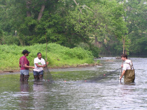 Sampling mercury contaminated biota from South River. From left to right: Summer undergraduate student, Ashley Nance, from Hampton University, PhD student, Erica Holloman, and MS student, Kyle Tom.