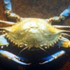 Blue Crab