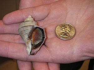 A small rapa whelk (Rapana venosa).