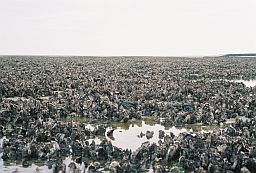 An invasive oyster species (Crassostrea gigas) takes over a shoreline in northern Europe.