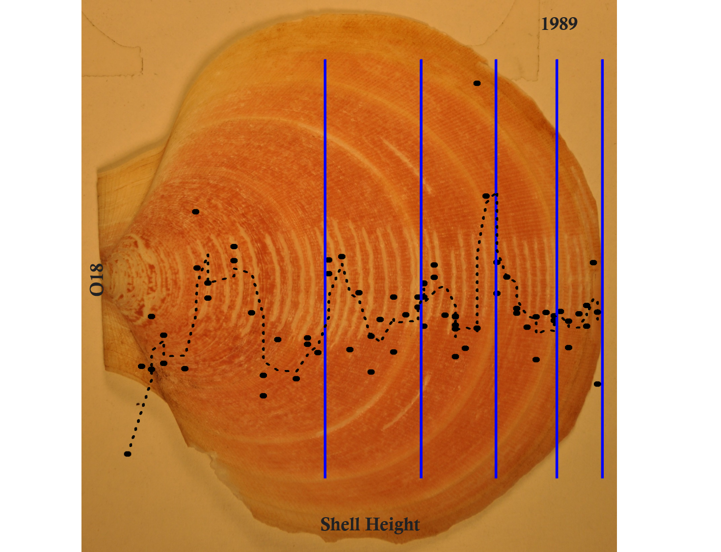 shell-and-graph.png