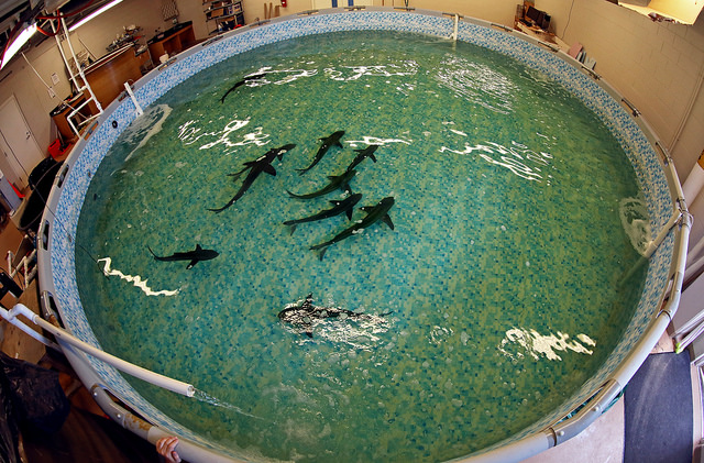 Overhead Cobia View