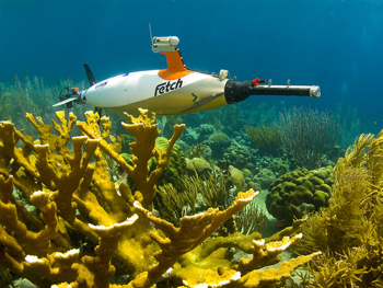 Fetch swims above a field of elkhorn coral in the waters of Bonaire.