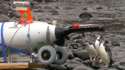 A trio of penguins examine Fetch 1.