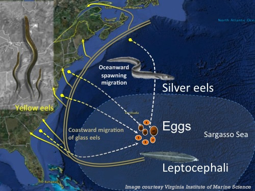 The life cycle of the American Eel. Click for larger version.