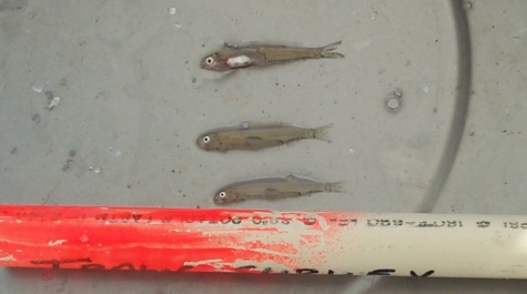 Bay anchovy and Atlantic menhaden