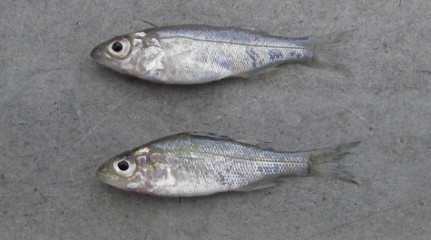 Striped bass and white perch