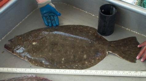 Summer flounder