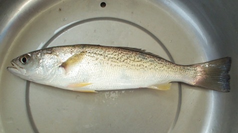 Weakfish