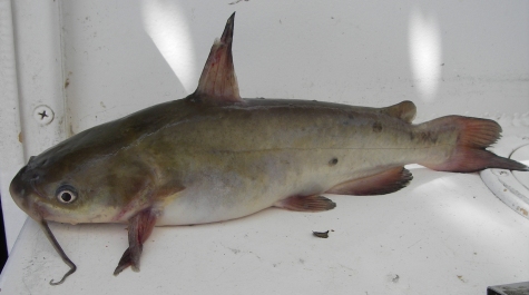 White catfish