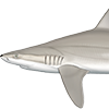 Blacknose Shark