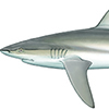 Dusky Shark