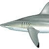 Spinner Shark