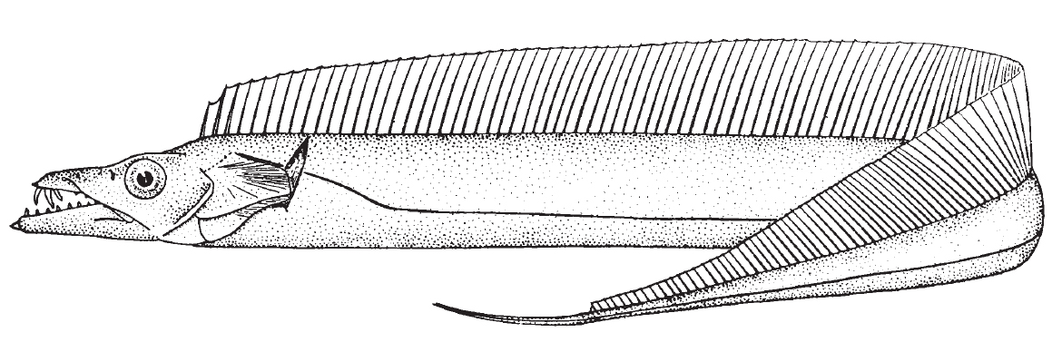 Atlantic cutlassfish