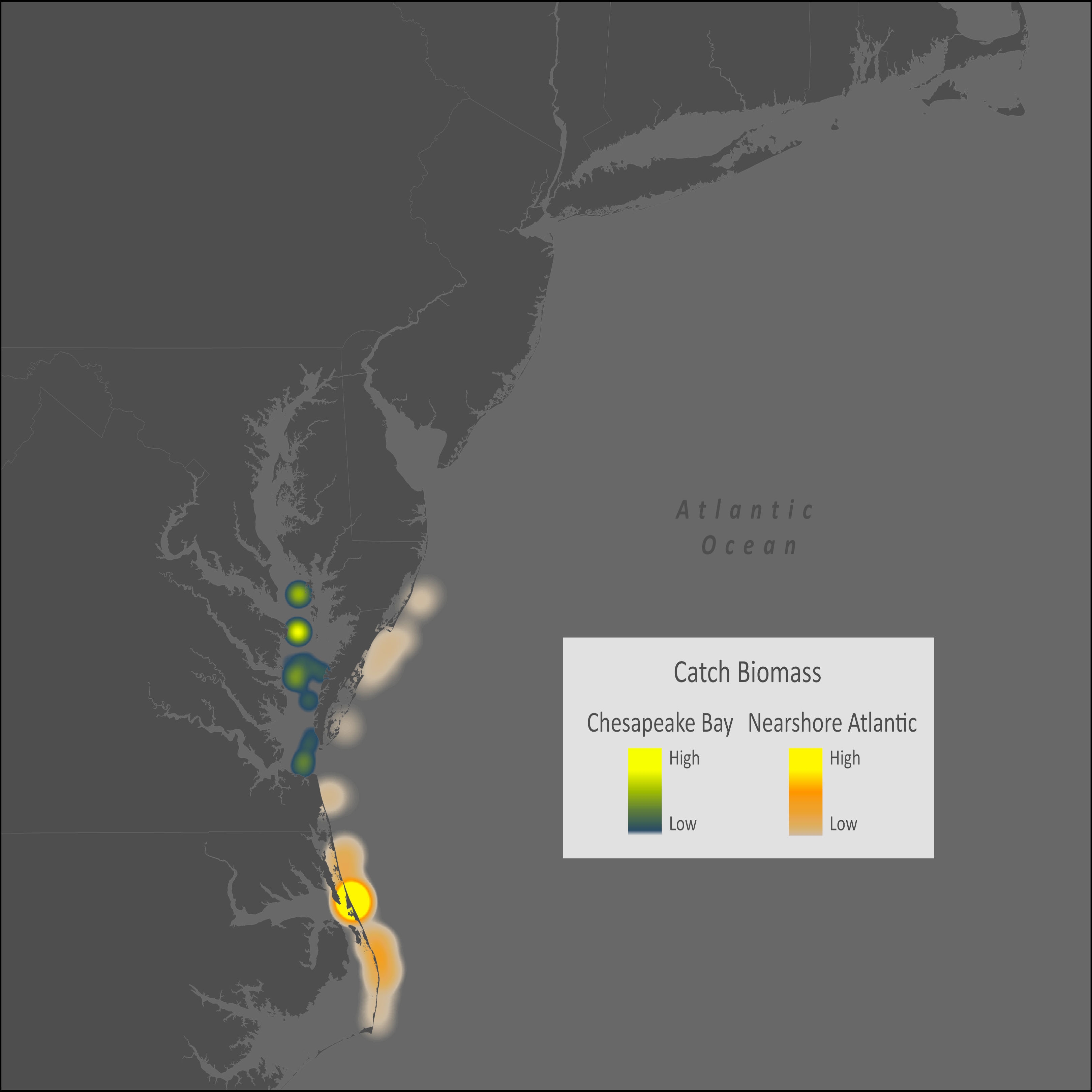 Black Drum Distribution