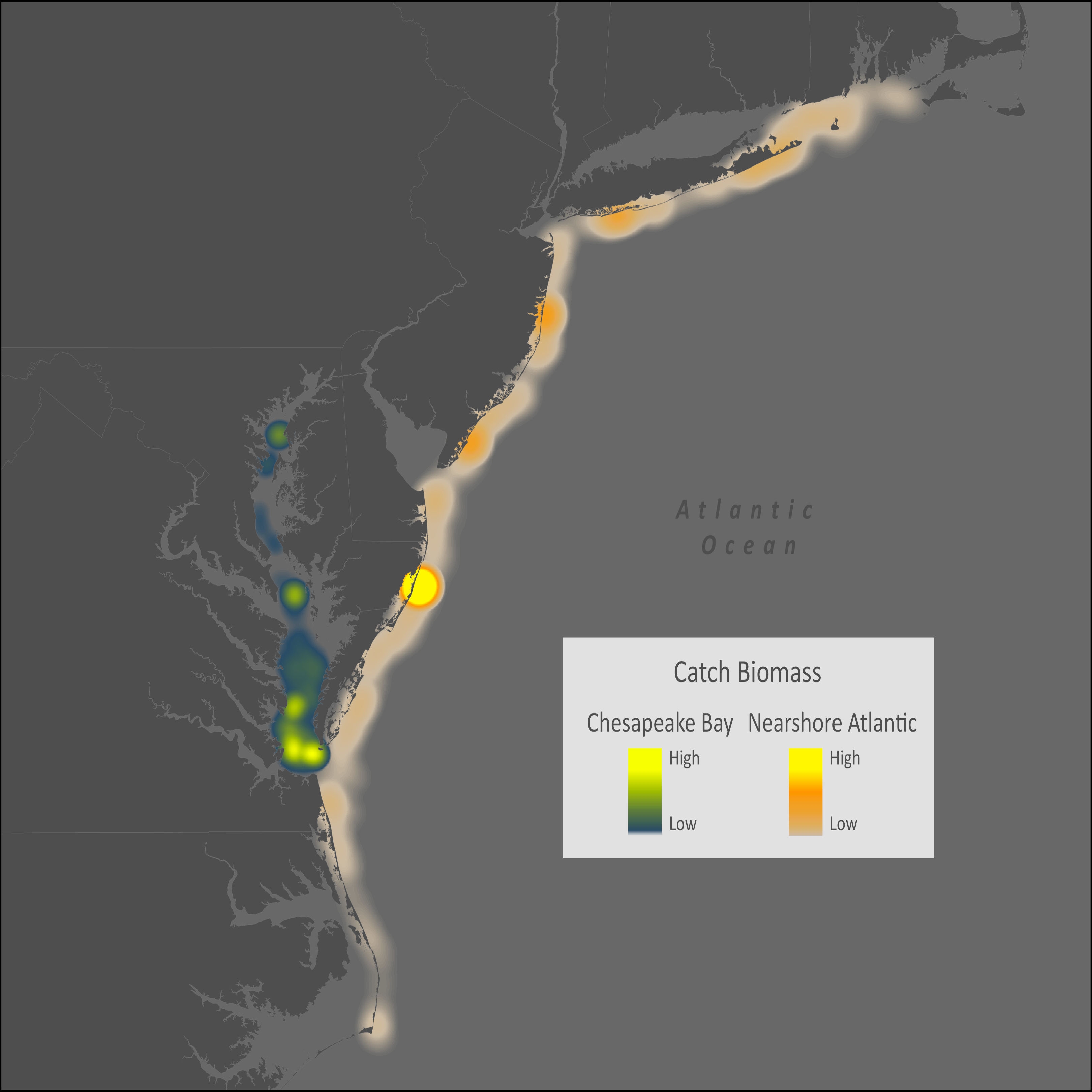 Bluefish Distribution