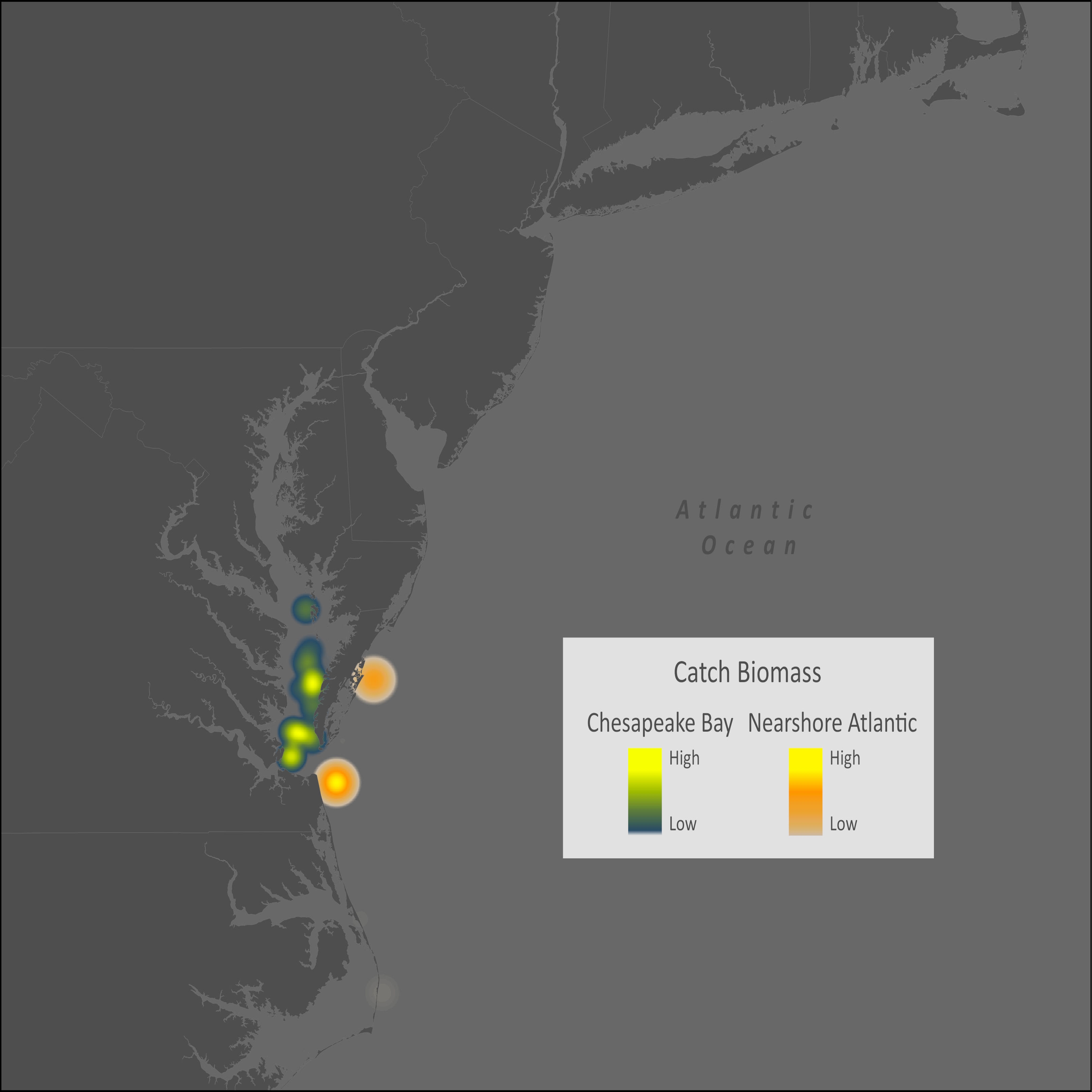 Cobia Distribution