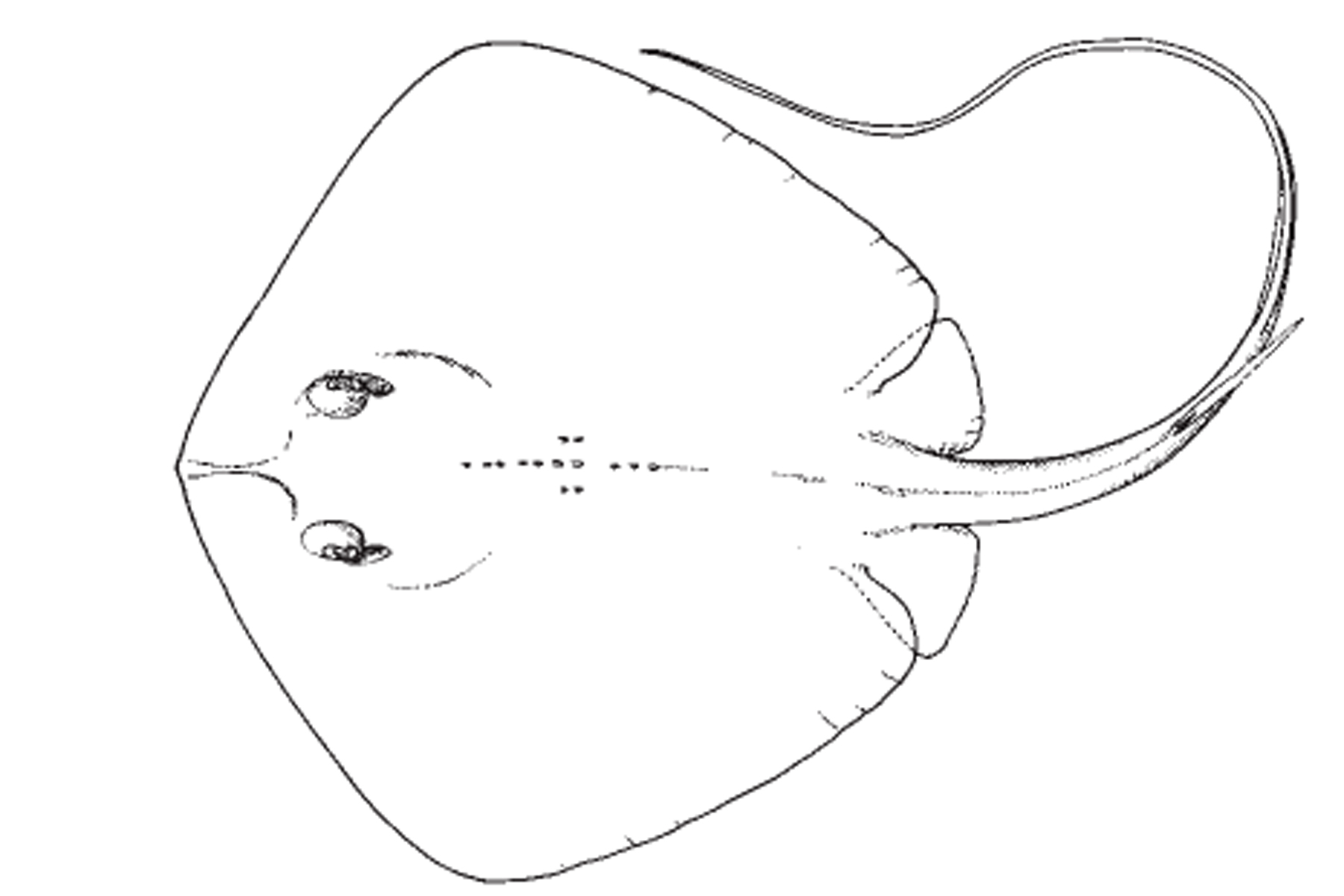 Bluntnose stingray