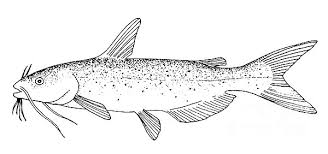 Channel catfish