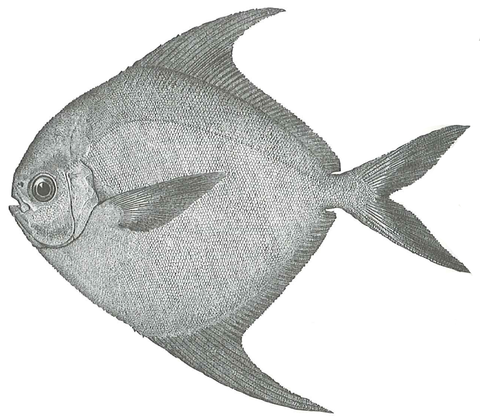 Harvestfish