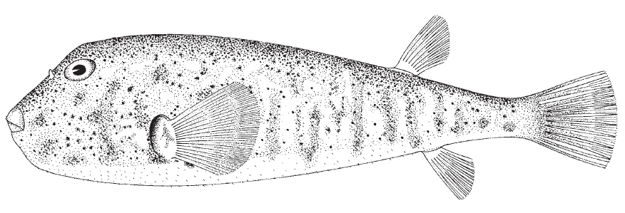 Northern Puffer