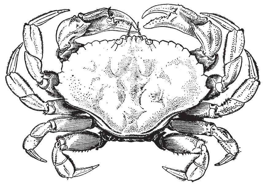 Rock Crab