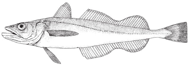 Silver hake