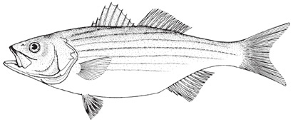 Striped Bass