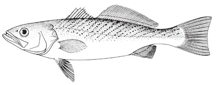 Weakfish