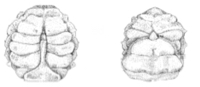 Male blue crabs (L) are called Jimmies. Their abdomen is shaped like the Washington Monument. Females (R) are called Sooks. Their abdomen looks like the dome of the U.S. Capitol. © K. Forrest.