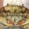 Pair of Blue Crabs