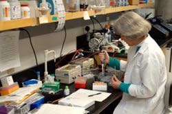 Scientist Nancy Stokes works in a laboratory at VIMS. ©VIMS.