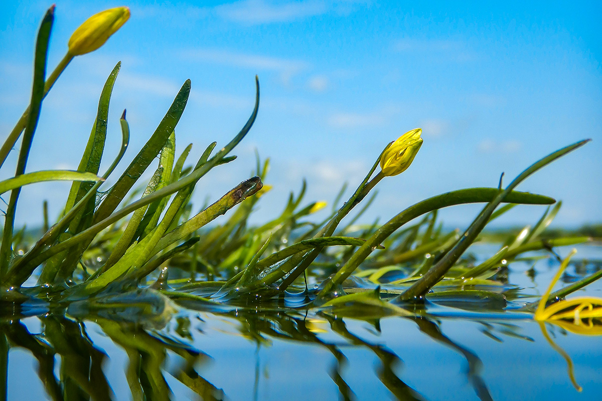 Water stargrass (Heteranthera dubia) grows in the fresh waters of the upper Chesapeake Bay and tributaries throughout the Bay watershed. Photo by Alyson Hall. 