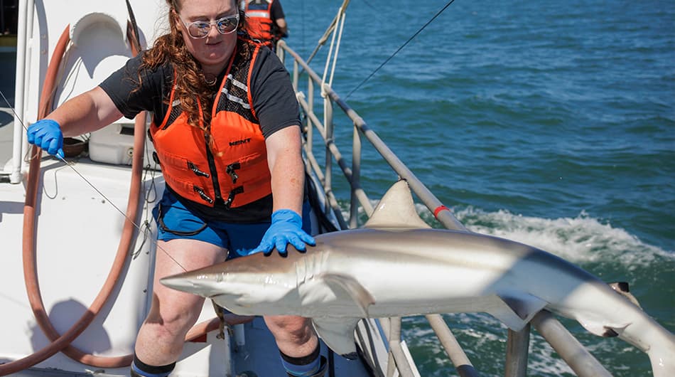 VIMS Annual Longline Shark Survey, photo credit VA Sea Grant