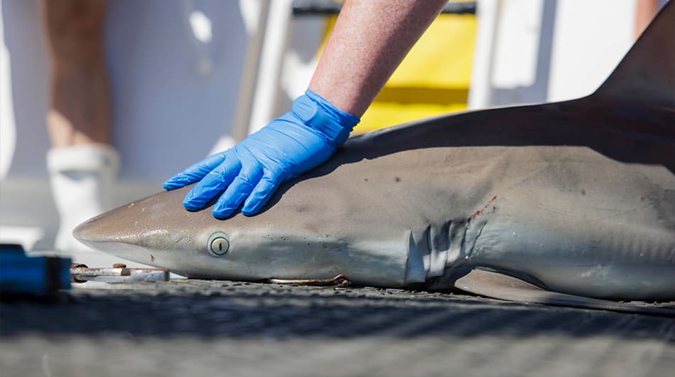 VIMS Annual Longline Shark Survey, photo credit VA Sea Grant